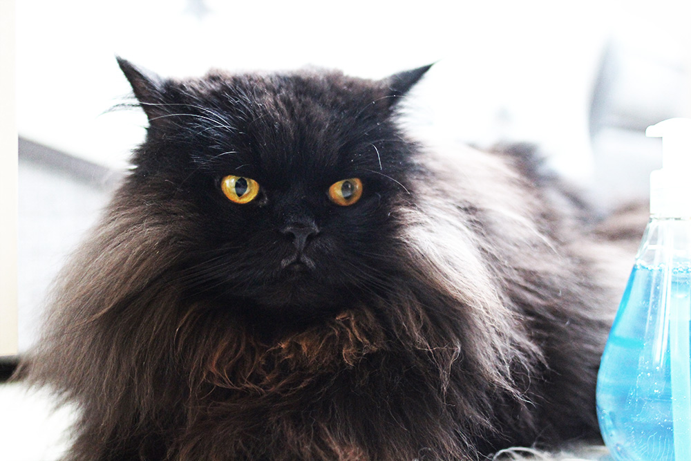 putzmittel-mit-haustieren-katzen-method